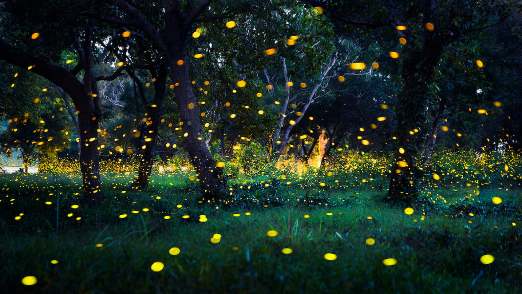 A forest filled with fireflies